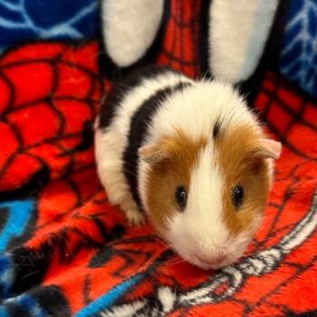 Rescue Guinea Pig Guinea Pigs for Adoption in Quakertown, Pennsylvania - Oliver | PetCurious